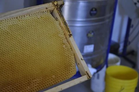 Low angle closeup shot of bees creating a honeycomb full of delicious honey Stockfoto's