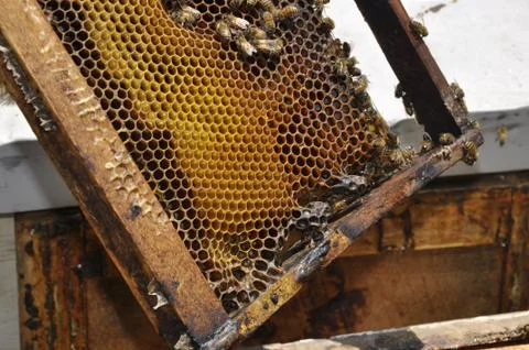 Low angle closeup shot of bees creating a honeycomb full of delicious honey 写真素材