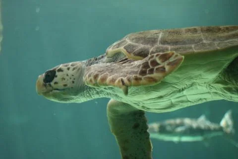 Low angle closeup shot of Loggerhead sea turtle Stock Photos