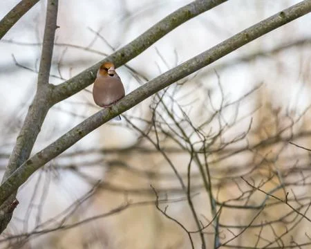 A low angle closeup shot of a small bird on the bare branch of the tree with  Stock Photos