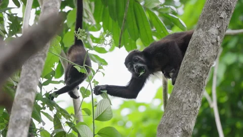Low Angle Closeup Of Two Mantled Howler Monkeys Eating Rainforest Leaves Stock Footage 285859234