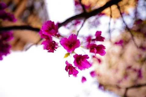 Low Angle Closeup of Vibrant Red Prunus Blossoms with Dreamy Bokeh Stock-Fotos