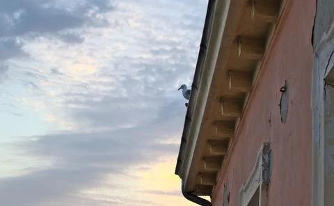 A low angle closeup view of a tiny bird sitting on the roof of the building u Stock Photos