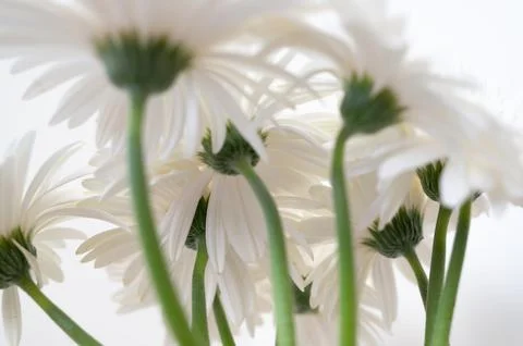 Low angle closeup of white daisy flowers viewed from beneath, with translucen Stock-Fotos