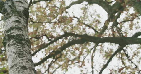 Low angle cloudy birch forest in autumn time. slow motion Stock-Footage 140780153