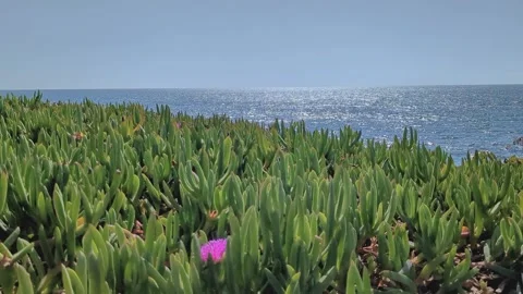 Low angle coastal iceplant ground cover with pink flower and ocean horizon San D Stock Footage 333887382