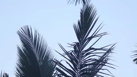 Low Angle Coconut Palm Tree Against Bright Morning Sky in Natural Light Stock Footage 340436658
