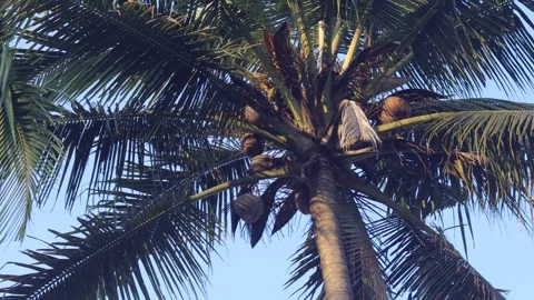 Low Angle Coconut Palm Tree Against Bright Morning Sky in Natural Light Stock Footage 340437787