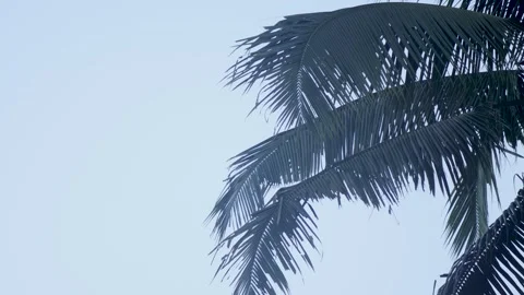 Low Angle Coconut Palm Tree Against Bright Morning Sky in Natural Light Stock Footage 340438448