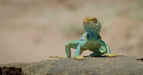 Low Angle Collared Lizard on rock looks towards camera and stands up Stock Footage 135598948