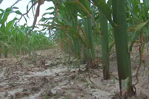 Low angle corn Stock Footage 11351190