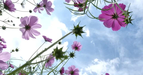 Low angle in the cosmos field. Stock Footage 132512284