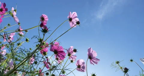 Low angle in the cosmos field. Stock Footage 133032404