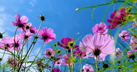 Low angle in the cosmos field. Stock Footage 135179333
