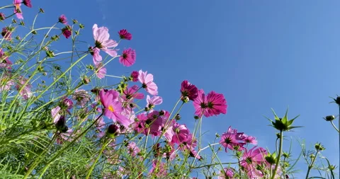 Low angle in the cosmos field. Stock Footage 135282292