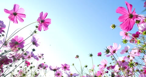 Low angle of cosmos field. Video stock 156624434