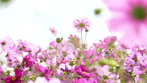 Low angle of cosmos field. Stock Footage 200629623