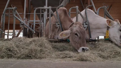 Low Angle of Cows in a Cowshed, One Returning to the Concentrate Feeder Station Видео 345064048