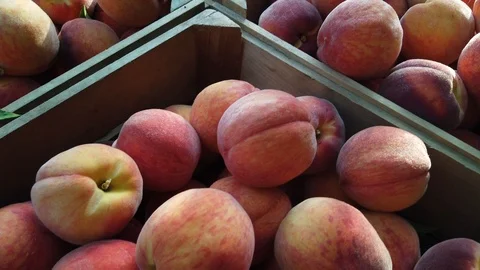 LOW ANGLE Crates Full Of Peaches On The Back Of A Cart. SLOW MOTION 動画素材 116805591