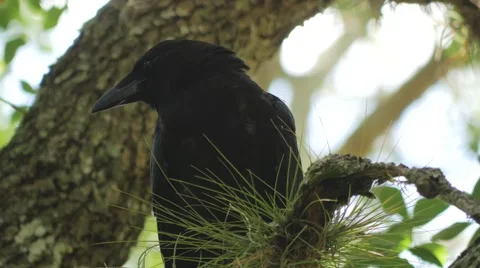 Low Angle of Crow, Raven, Blackbird in Tree, 4K Stock Footage 65447688