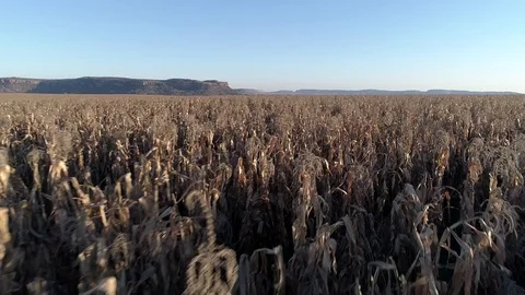 Low angle CU swoop over field of corn on farm Video stock 79658749