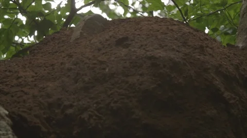 Low Angle CU of Termite Nest Among Tree Branches and Leaves Stock-Footage 123666890