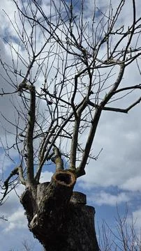 Low angle of a cut tree trunk with fresh branches growing against a blue clou Stock Photos