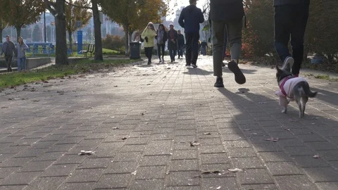 Low angle of cute dog walking on seawall Stock Footage 119546661