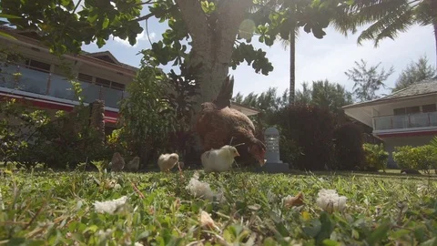 LOW ANGLE: Cute little chicklets and brown hen feed in the sunny grass field. Stock Footage 92411992