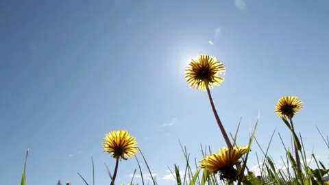 Low Angle of Dandelion Flowers Silhouetted Against Bright Sun and Clear Blue Sky Stock Footage 319485838