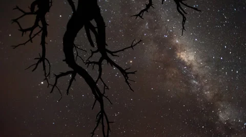 Low angle of a dead Acacia Tree Stock-Footage 54274323