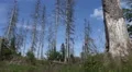 Low angle dead trees Harz forest nature reserve HD Footage