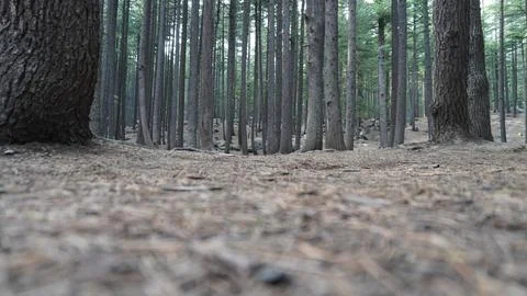 Low-angle of a dense pine forest with tall, straight tree trunks, thick. Stock Photos