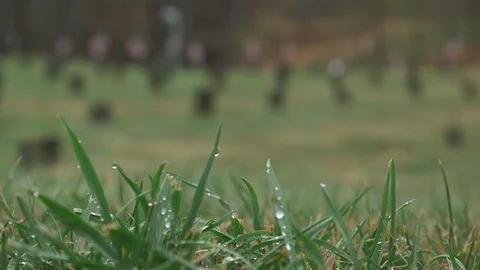 Low Angle Dewy Grass and Unmarked Graves in Cemetery HD Video Video stock 92368391
