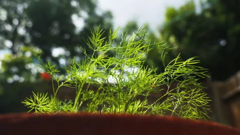 Low Angle Dill Plant Against Sunny Sky and Garden Bokeh Stock-Footage 337561396