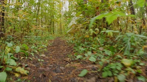 Low angle dog perspective pov shot on a gimbal in the autumn forest path. Stock Footage 124016977