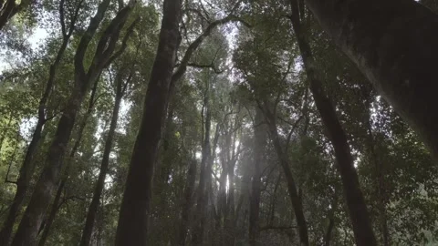 Low angle dolly into Chilean rainforest with sunlight. Camera moves softly Stock Footage 248330593