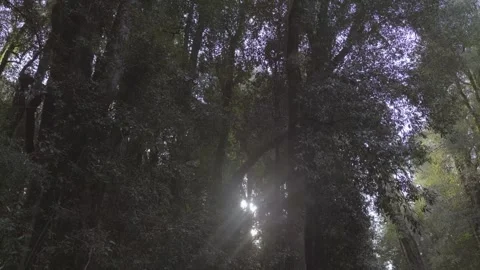 Low angle dolly into Chilean rainforest with sun rays. Camera moves softly Vídeos de archivo 248330598