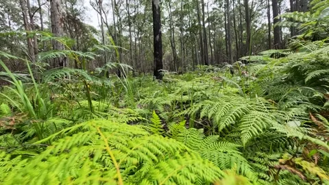 Low Angle Dolly Forward Through Lush Green Ferns in Forest Stock Footage 345102080