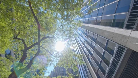 Low angle dolly motion view NYC skyscrapers facades green tree shining sun sky 스톡 동영상 122142968