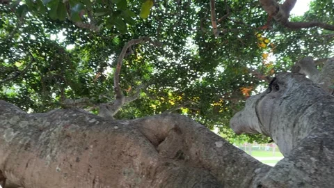 Low Angle Dolly Out Shot of Large Tree Trunk and Green Canopy Stock Footage 339667427