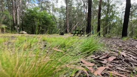 Low Angle Dolly Past Forest Ground Towards Wooden Picnic Table Stock Footage 345099792