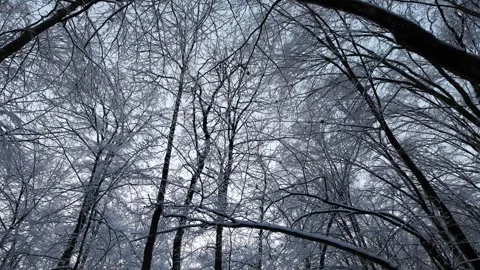 Low Angle Dolly Push Forward Through Snowy Winter Forest Canopy Stock Footage 332337325