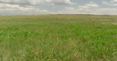 Low angle dolly right through pink prairie wildflowers Stock Footage 82186541