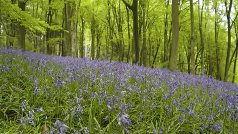 Low Angle Dolly Shot of Bluebells Flowers in Spring Beech Woodland in England Stock Footage