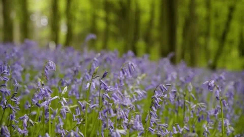 Low Angle Dolly Shot of Bluebells Flowers in Spring Beech Woodland in England Video stock 154595413