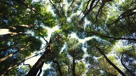 Low angle dolly shot look up view in forest. Stock Footage 154394020