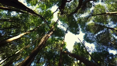 Low angle dolly shot look up view in forest. Stock Footage 154394033