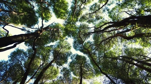 Low angle dolly shot look up view in forest. Stock Footage 154394044