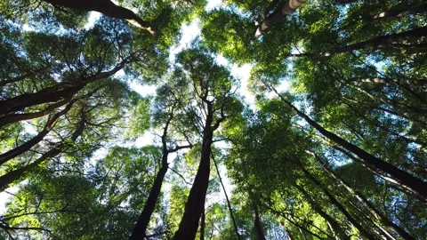 Low angle dolly shot look up view in forest. Stock Footage 154406187